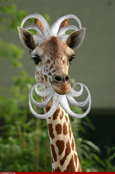 funny giraffe pics